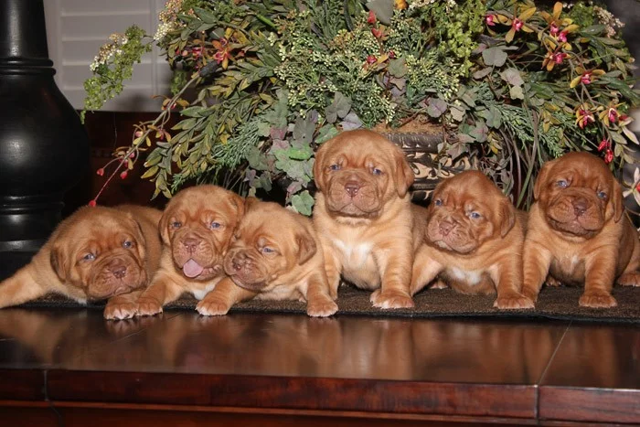Dogue de bordeaux hledá lásku a péči o rodinu
